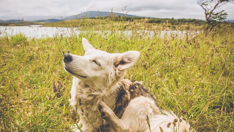 Ushuaia, Argentinien - 30. Dezember 2011: ein Hund, der in Gable Island des patagonischen Südens kratzt. kann Hautallergien haben.