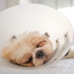 Portrait Of Shih Tzu With Protective Cone Collar after a Operation.