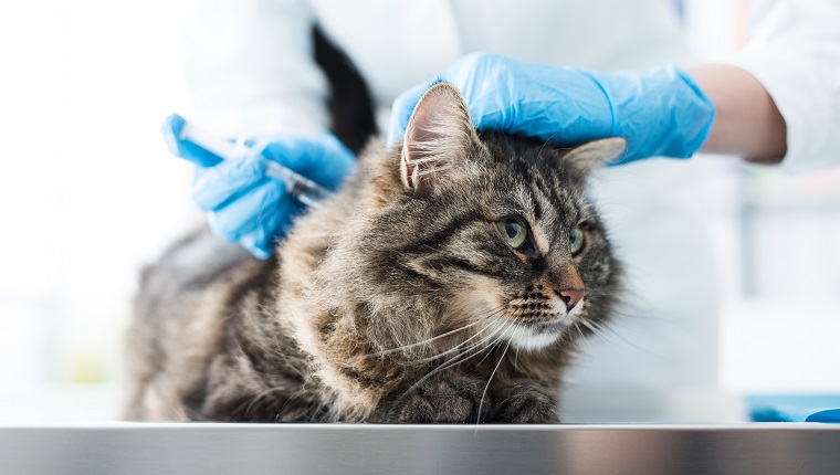 Tierarzt, der einer Katze eine Injektion auf einem Operationstisch gibt, Impf- und Präventionskonzept