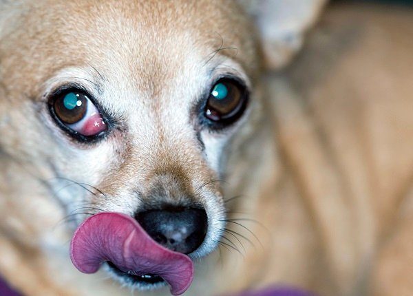 Chiweenies are a mixed breed dog. Cherry eye is a prolapsed eye gland, specifically a prolapsed nictitating membrane.