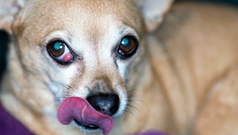 Chiweenies sind Mischlingshunde. Kirschauge ist eine vorgefallene Augendrüse, insbesondere eine vorgefallene Niktitationsmembran.