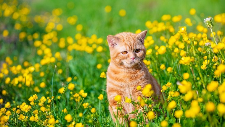Ingwer-Kätzchen, das im Gras mit Löwenzahn an einem sonnigen Sommertag geht