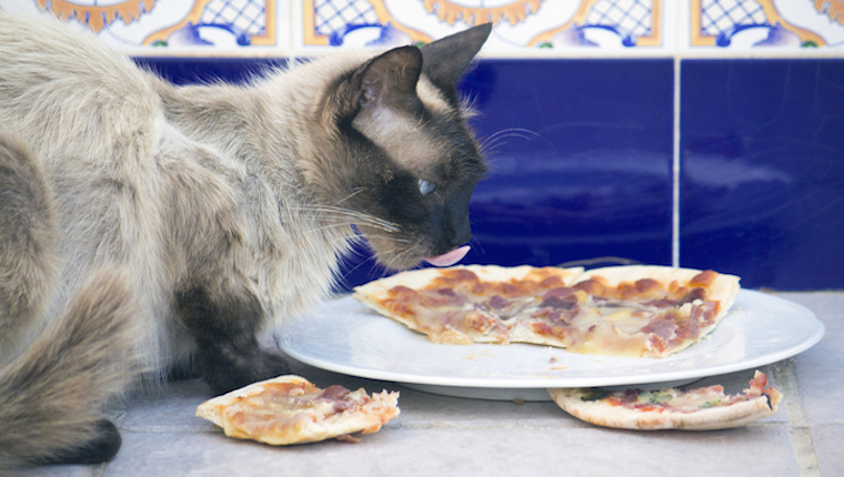 Katze, die Pizza isst
