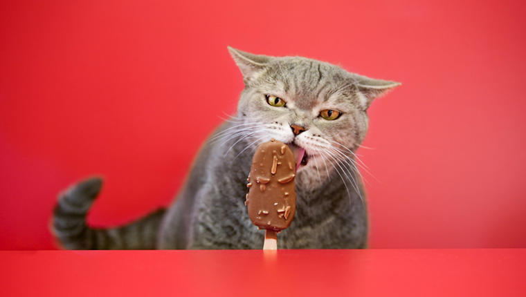 Katze, die Schokolade isst