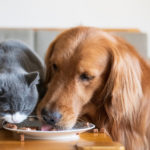 Können Katzen Hundefutter essen? Ist Hundefutter für Katzen sicher?
