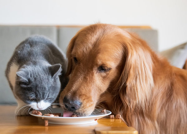 Können Katzen Hundefutter essen? Ist Hundefutter für Katzen sicher?