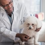 Black veterinarian examining dog in office. Dog may have laryngitis.