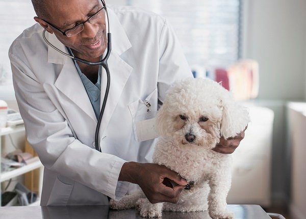 Black veterinarian examining dog in office. Dog may have laryngitis.