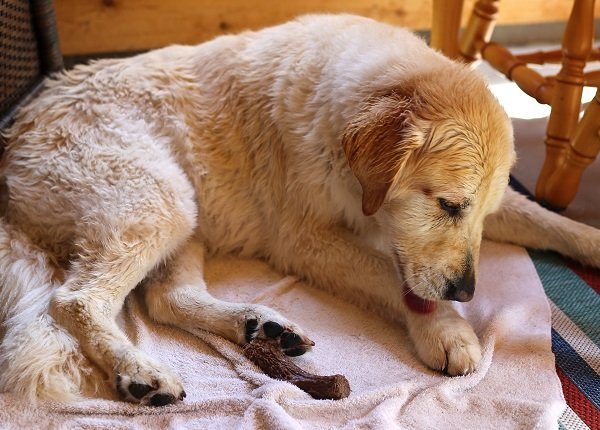 A 10-year-old senior female golden retriever licks her paw dry after swimming. May have lick granuloma.