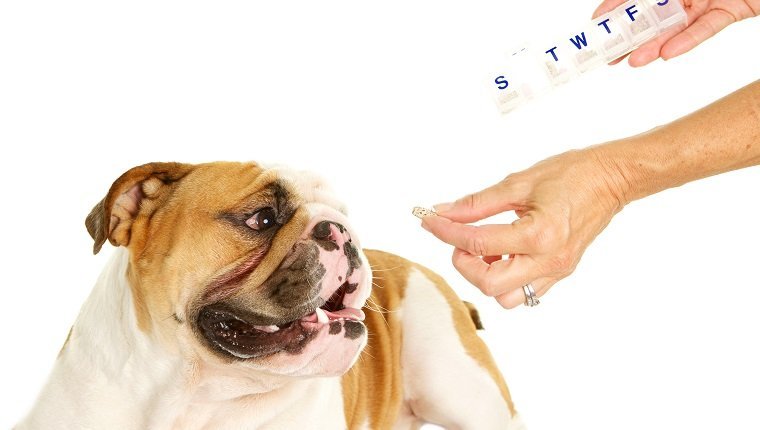 Eine englische Bulldogge nimmt gerade seine tägliche Pille ein. Sein Besitzer hält einen siebentägigen Pillenorganisator in der Hand.