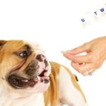 An English Bulldog about to take his daily pill. His owner is holding a seven day pill organizer.
