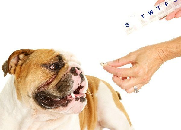 An English Bulldog about to take his daily pill. His owner is holding a seven day pill organizer.