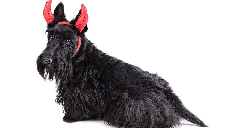 Scotch Terrier trägt ein Teufelskostüm und sitzt auf einem weißen Hintergrund