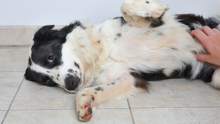 Border Collie Hund in einem Tierheim, das darauf wartet, adoptiert zu werden