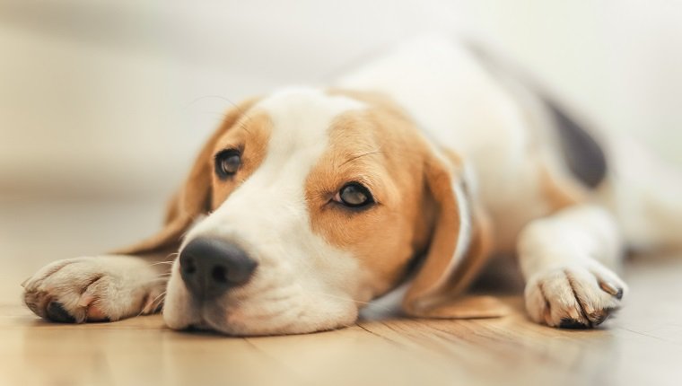 Beagle Puppy Sleep. might have megaesophagus.