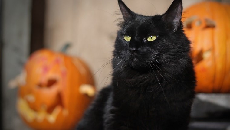 Schwarze Halloween-Katze