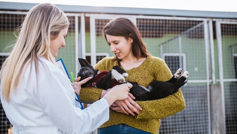 Tierärzte im Tierheim überprüfen die Gesundheit von Hunden.