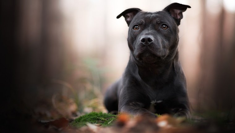 Nationaler Tag des schwarzen Hundes 10 großartige Gründe, einen