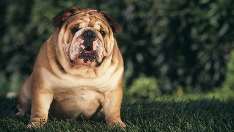 Bulldogge sitzt im Gras