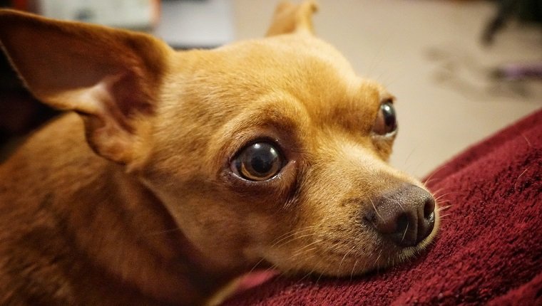 sad looking Chihuahua dog staring. may have open fontanel.