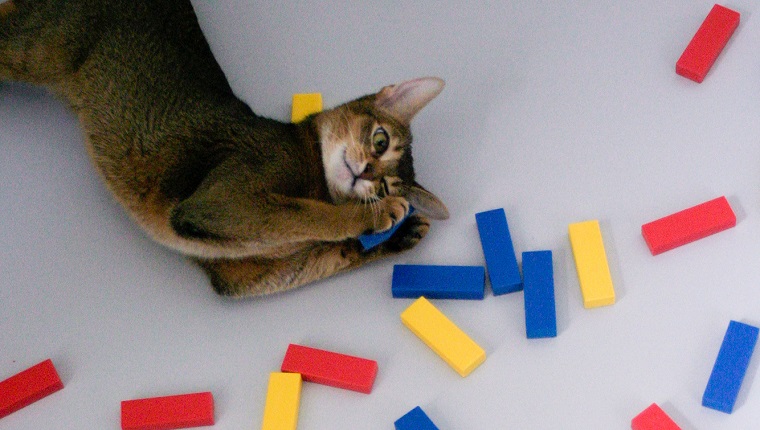 Hohe Winkelansicht der Katze, die durch Spielzeugblöcke auf Tisch entspannt