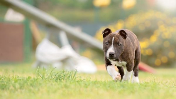 Staffordshire Bull Terrier puppy walking, Rome, Italy