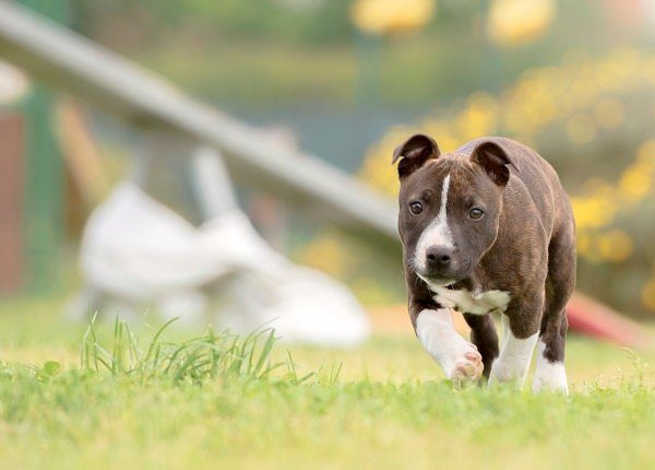 Kann Ich Meinem Hund Tylenol Geben Ist Tylenol Sicher Fur Hunde Haustiere Welt