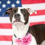 A patriotic black and white Pit Bull stands in front of the American flag.