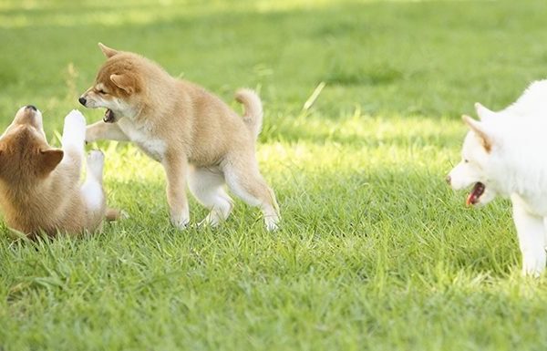 shiba inu puppies playing in grass