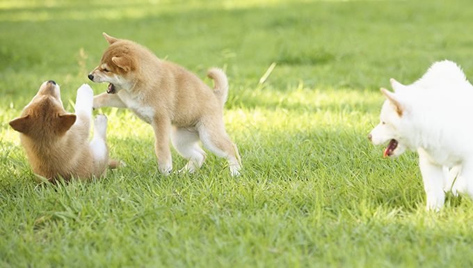 shiba inu puppies playing in grass