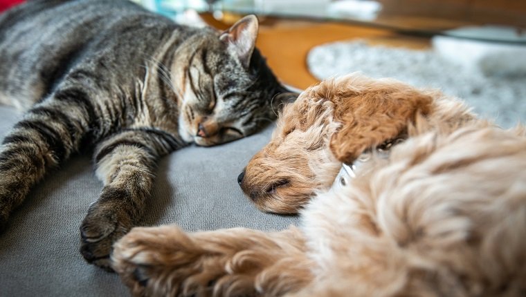Neuer süßer 8 Wochen alter karamellfarbener Welpe schläft auf der Couch mit der Hauskatze. Sie halten Hände oder Pfoten.