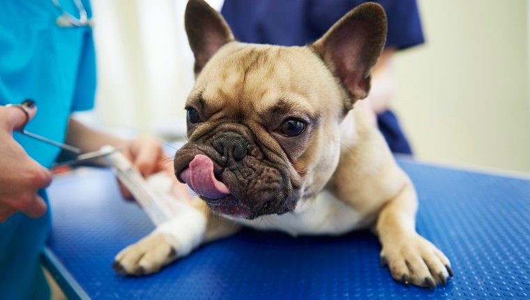 Verletzter Hund, der einen Verband in der Tierarztpraxis erhält. könnte Tetanus aus der Wunde haben.