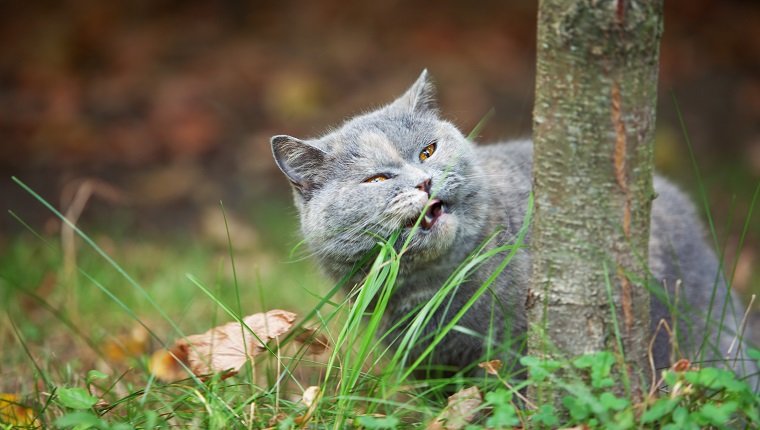 Katze, die grünes Gras isst. Flacher DOF.