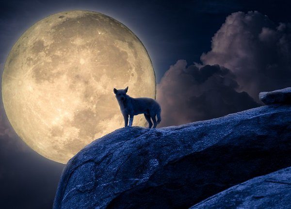 Silhouette of dog stand against moonlight on rock. Halloween concept