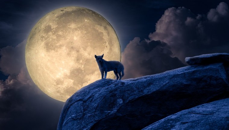Schattenbild des Hundes stehen gegen Mondlicht auf Felsen. Halloween-Konzept