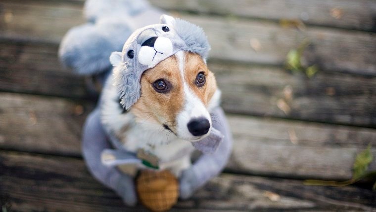 Hund im Eichhörnchenkostüm an Halloween.