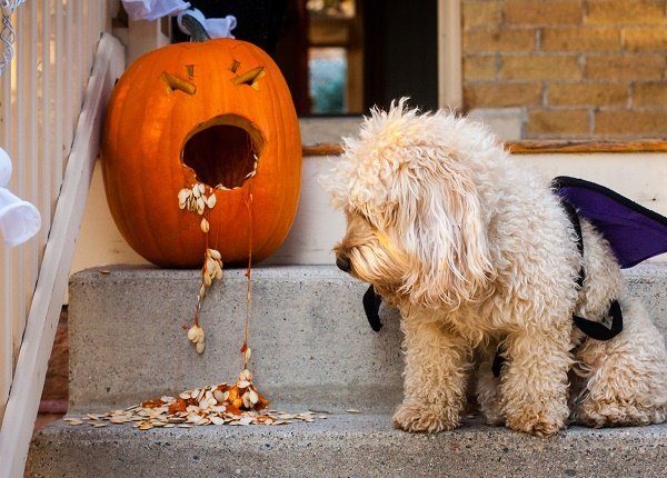 A miniature goldendoodle puppy dressed in a Halloween costume looks at the mess created by a pumpkin that is "throwing up." The dog