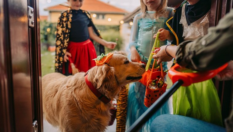 Kostümierter Hund auf Trick oder Behandlung Abenteuer mit Kindern