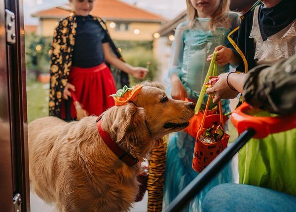 Costumed dog on a trick or treating adventure with kids