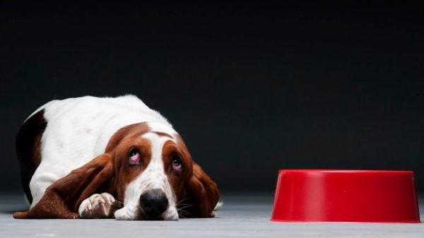 Melatonin für Hunde Verwendung, Dosierung und Nebenwirkungen