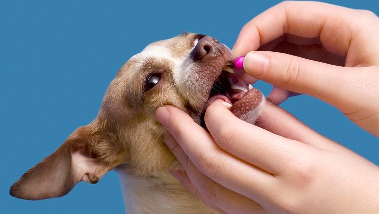 Person putting benadryl pill in dog