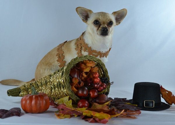 Chihuahua in autumn with Thanksgiving decorations.