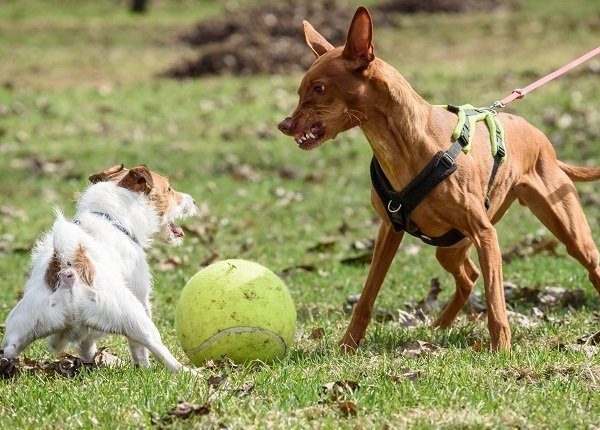 Two dogs fighting for a toy ball, Dogs In Danger