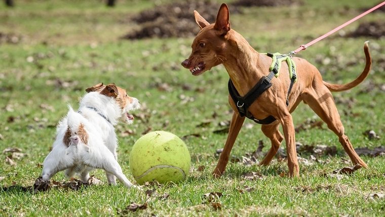Zwei Hunde kämpfen um einen Spielzeugball, Dogs In Danger