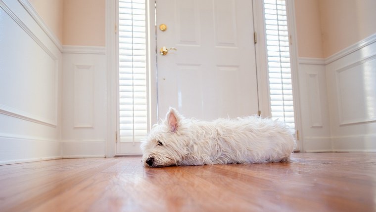 Ein kleiner weißer Hund liegt und wartet neben einer Haustür.