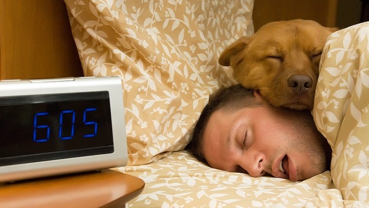 Ein Hund schläft und legt seinen Kopf auf den Kopf seines Besitzers. Eine Digitaluhr neben dem Bett zeigt 6:05.