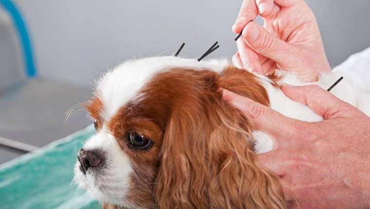Weiblicher Tierarzt, der Hund mit Akupunktur behandelt.