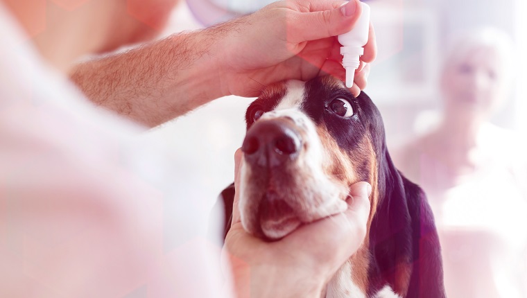 Nahaufnahme des Doktors, der Augentropfen in das Auge des Hundes an der Tierklinik gießt