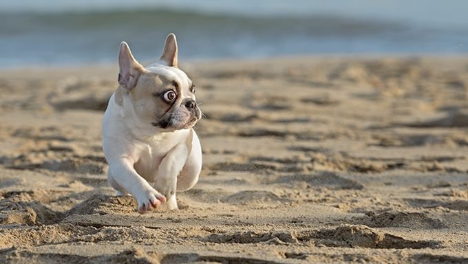 Französische Bulldogge am Strand mit überraschtem Ausdruck