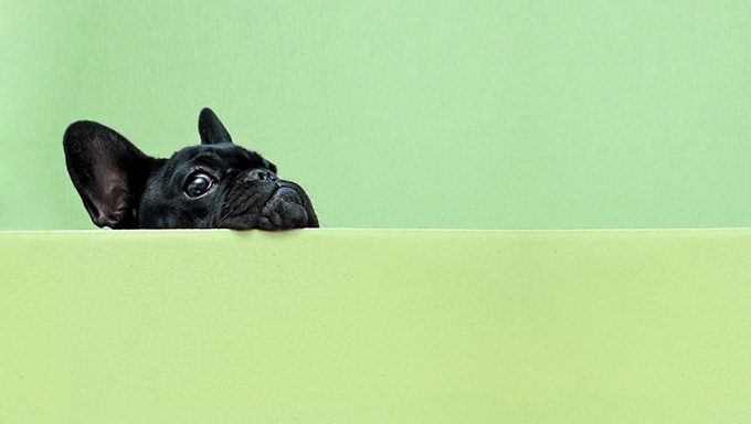 Französische Bulldogge, die über grüne Wand schaut